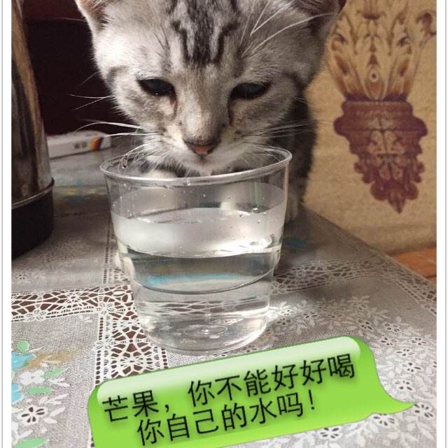 仿制假汉普顿-悉尼学院文凭毕业证